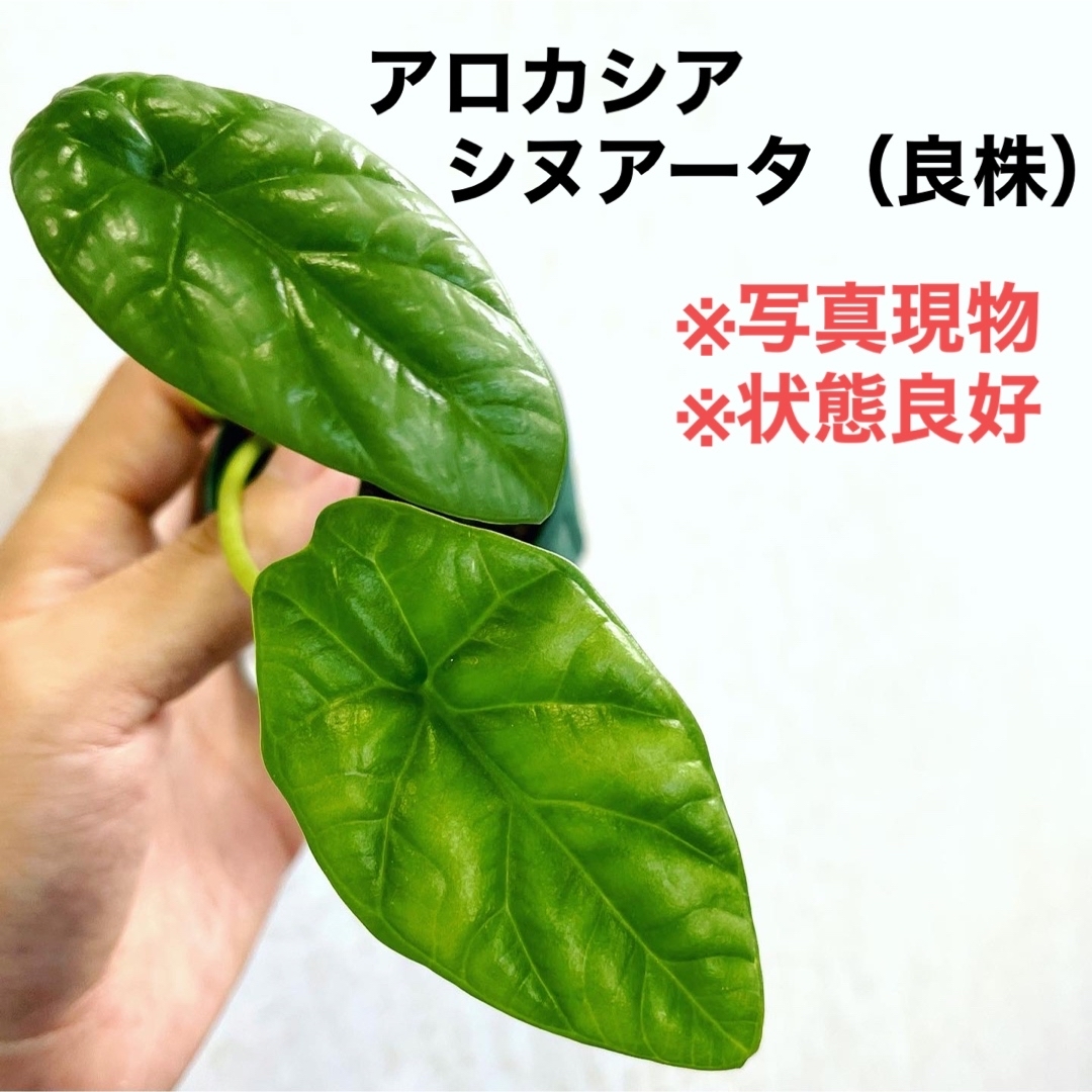 ◆アロカシシヌアータ  #植物さかな屋　#Alocasia 観葉植物  ハンドメイドのフラワー/ガーデン(その他)の商品写真