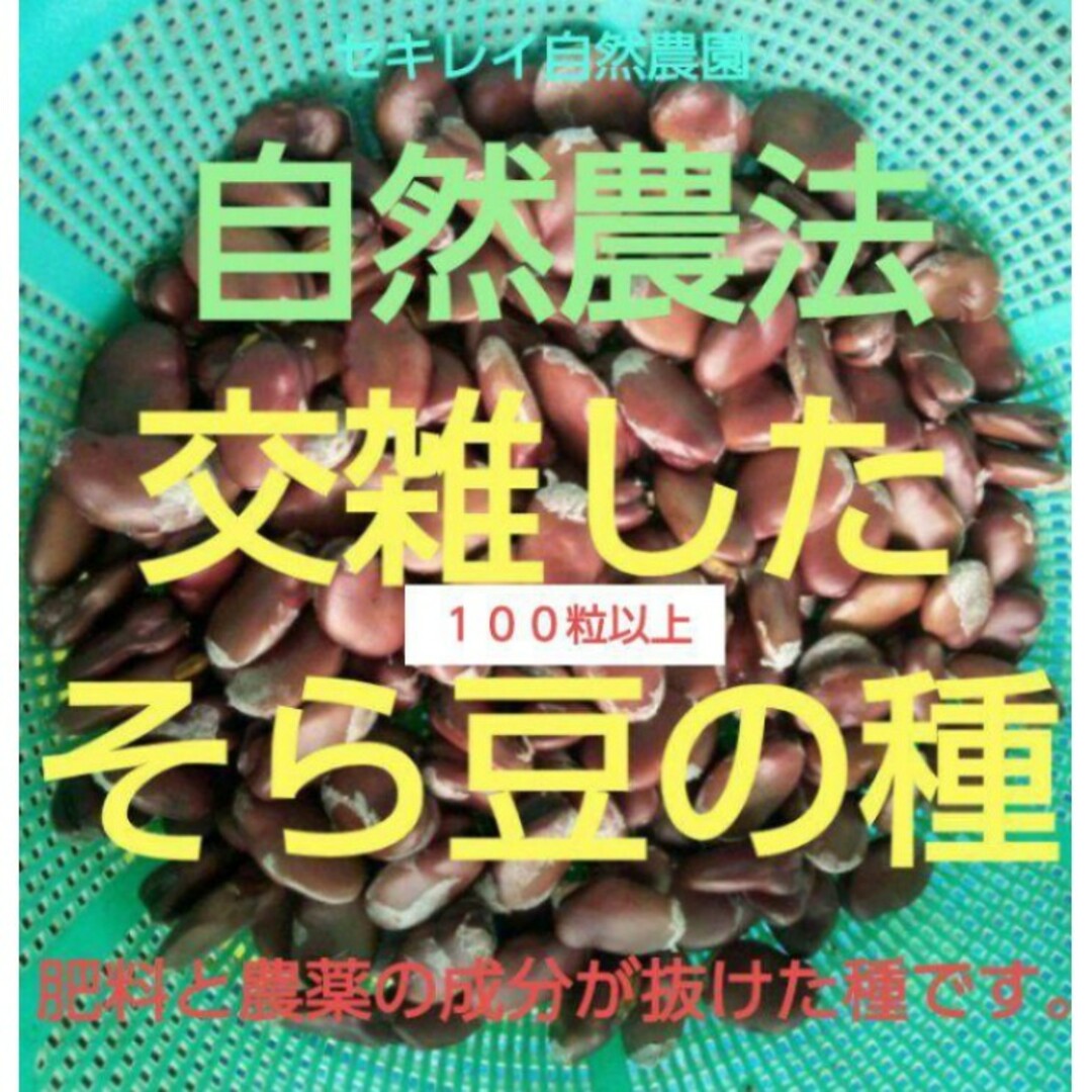 自然農法　交雑したそら豆の種　１００粒以上 食品/飲料/酒の食品(野菜)の商品写真