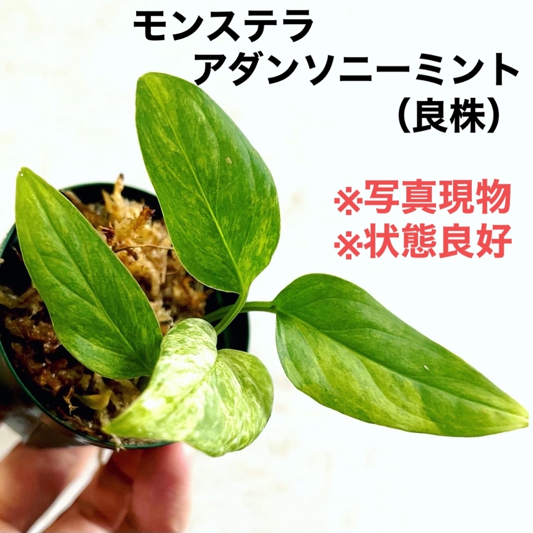 ◆モンステラアダンソニーミントMonsteraマドカズラ  #植物さかな屋 ハンドメイドのフラワー/ガーデン(その他)の商品写真