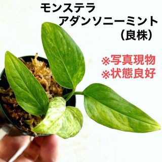 ◆モンステラアダンソニーミントMonsteraマドカズラ  #植物さかな屋(その他)