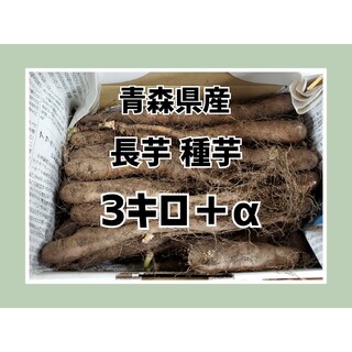 【農家直送】青森県産 長芋 種芋 3キロ＋‪α  芽あり(野菜)
