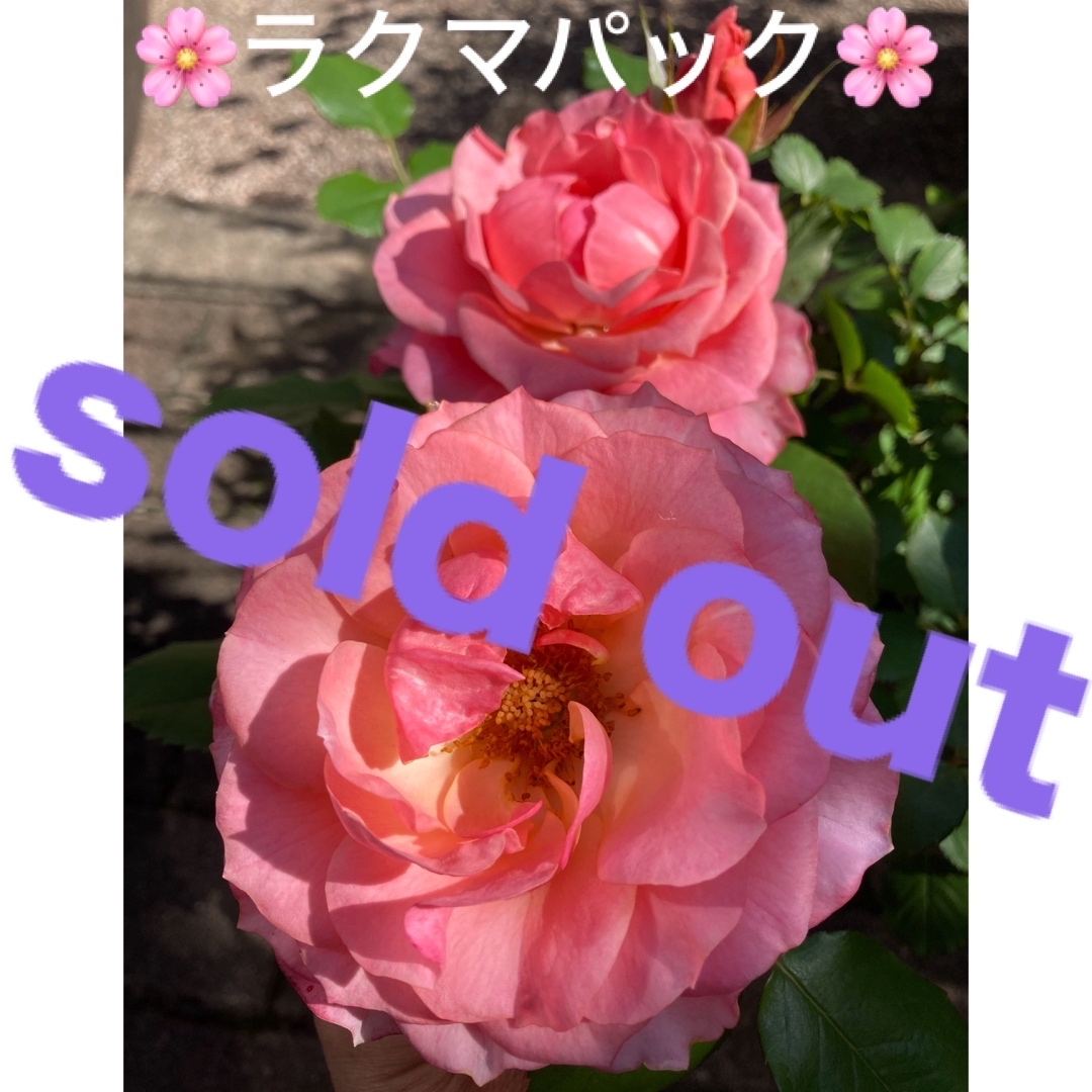 🌸sold out🌸 《ミニバラ苗　コモ フォーエバー　大輪系　四季咲き》 ハンドメイドのフラワー/ガーデン(その他)の商品写真