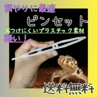 爬虫類 餌やり ピンセット 白 両生類 レオパ 衛生 飼育 軽量 18cm(爬虫類/両生類用品)