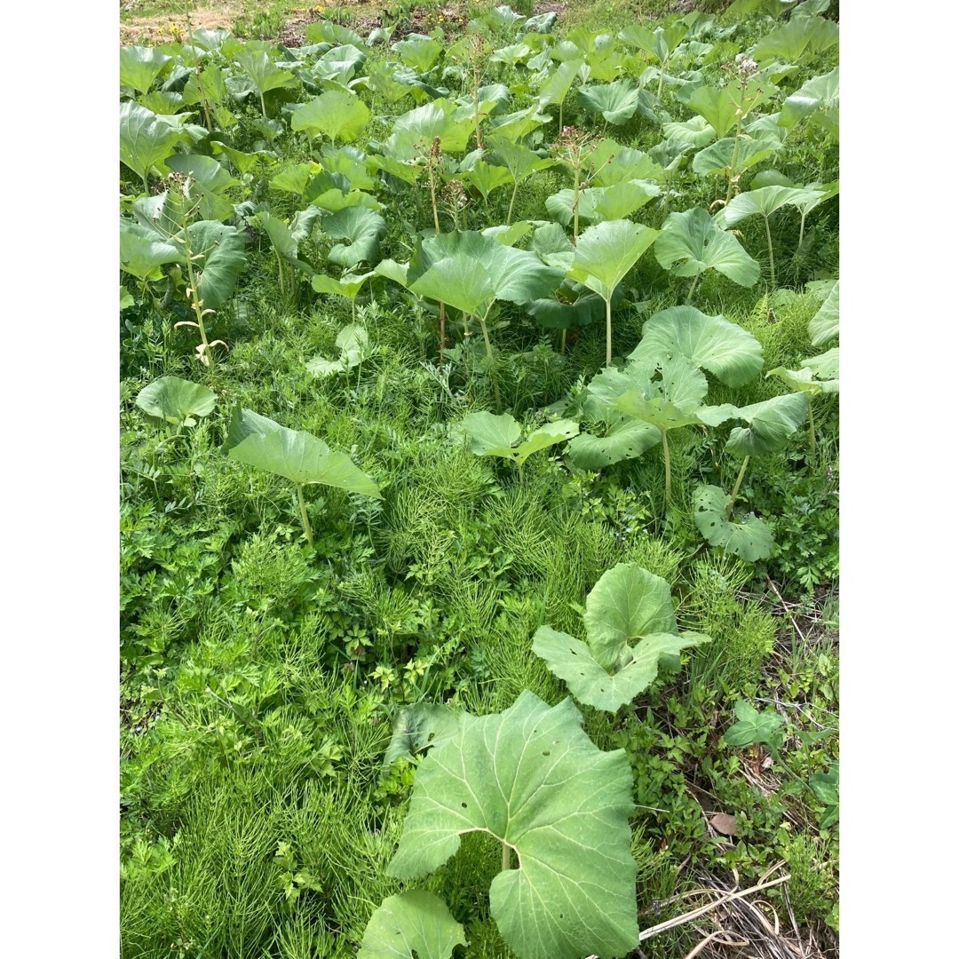 信州産 長野県産 天然ふき 無農薬 食品/飲料/酒の食品(野菜)の商品写真