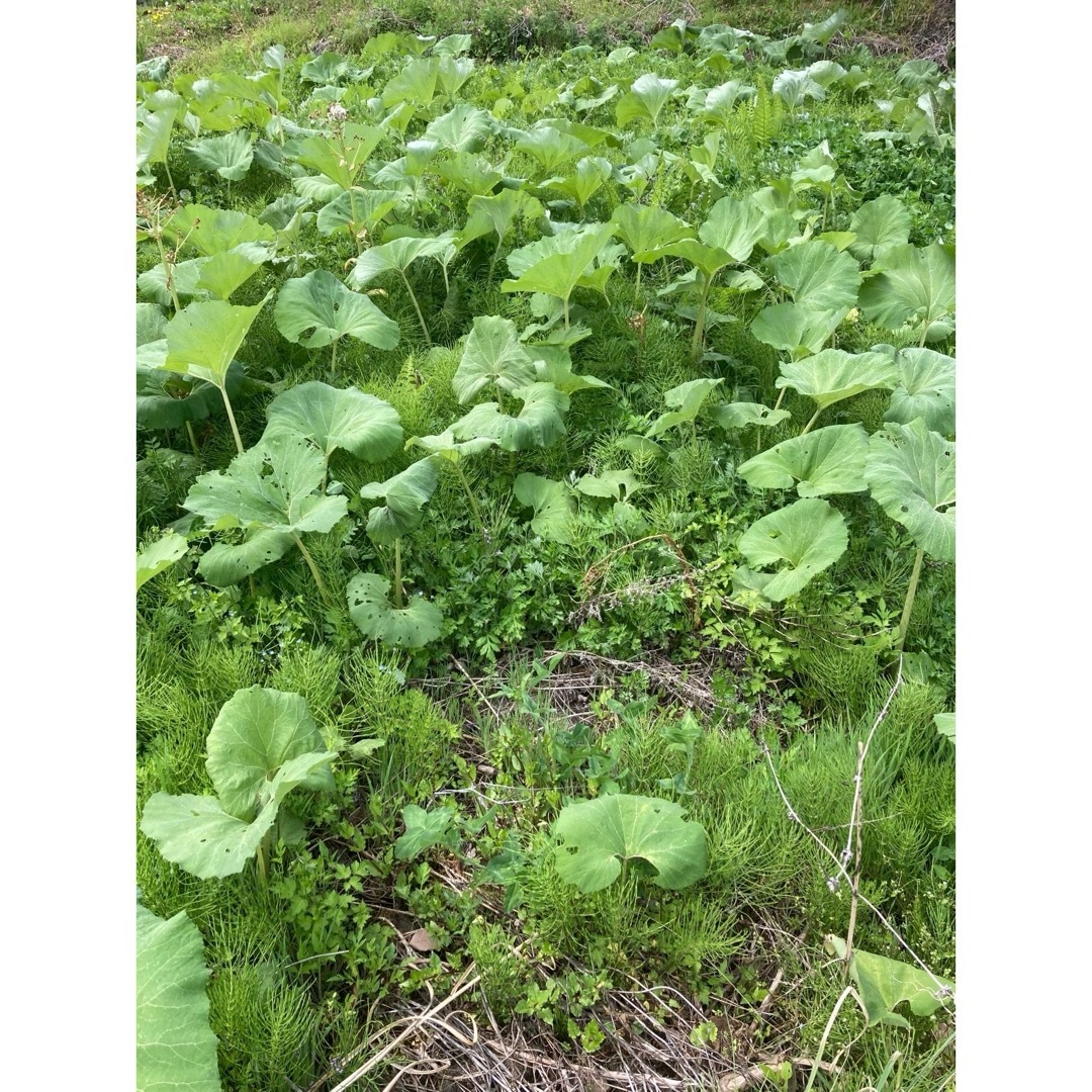 信州産 長野県産 天然ふき 無農薬 食品/飲料/酒の食品(野菜)の商品写真