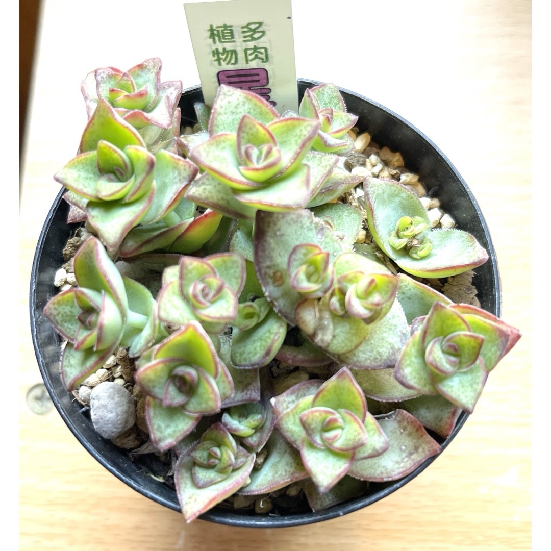星乙女　多肉植物　セダム ハンドメイドのフラワー/ガーデン(その他)の商品写真