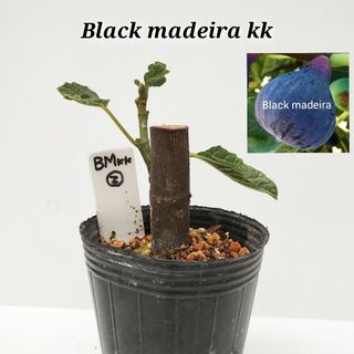 いちじく苗 Black madeira kk   1鉢(プランター)