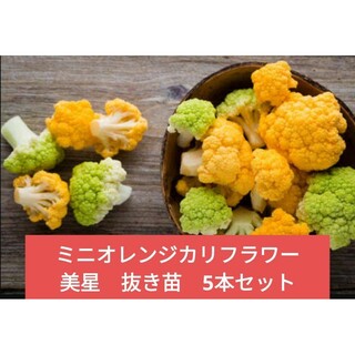 ミニオレンジカリフラワー【美星】5本セット抜き苗にて(野菜)