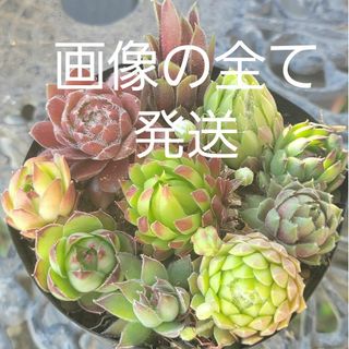 多肉植物　センペルビウム　良苗セット　抜き苗カット苗　9㎝ポット入り内全て発送(その他)