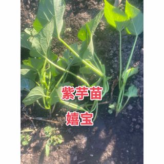 さつまいも苗10本(野菜)