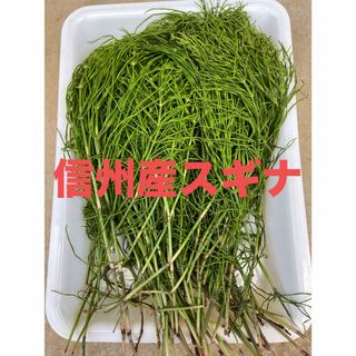 信州産 スギナ 無農薬(健康茶)