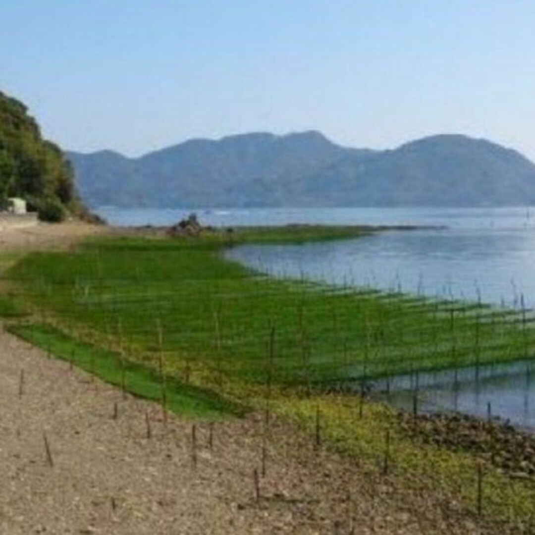 4月22日収穫終了 鹿児島県長島町産あおさ あおさのり 乾燥あおさ 食品/飲料/酒の食品(野菜)の商品写真