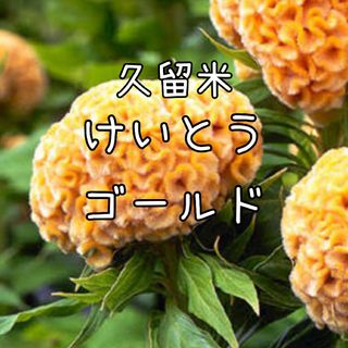 【久留米けいとうゴールドのタネ】100粒 種子 種 花 切り花に ケイトウ 鶏頭(その他)