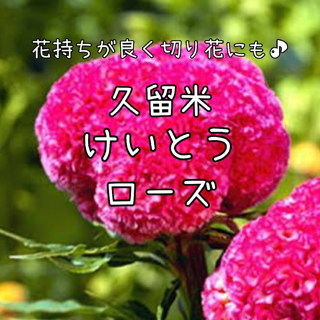 【久留米けいとうローズのタネ】100粒 種子 種 ケイトウ 鶏頭 切り花にも 花 ハンドメイドのフラワー/ガーデン(その他)の商品写真