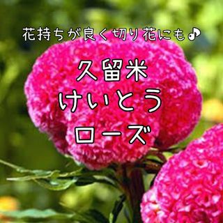 【久留米けいとうローズのタネ】100粒 種子 種 ケイトウ 鶏頭 切り花にも 花(その他)