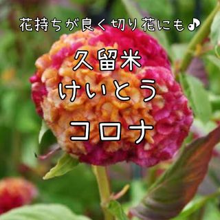 【久留米けいとうコロナのタネ】100粒 種子 種 花 切り花に ケイトウ 鶏頭(その他)