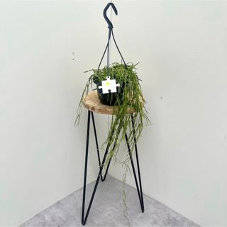 ホヤ　リネアリス　10【現品】観葉植物　ハンギング(その他)