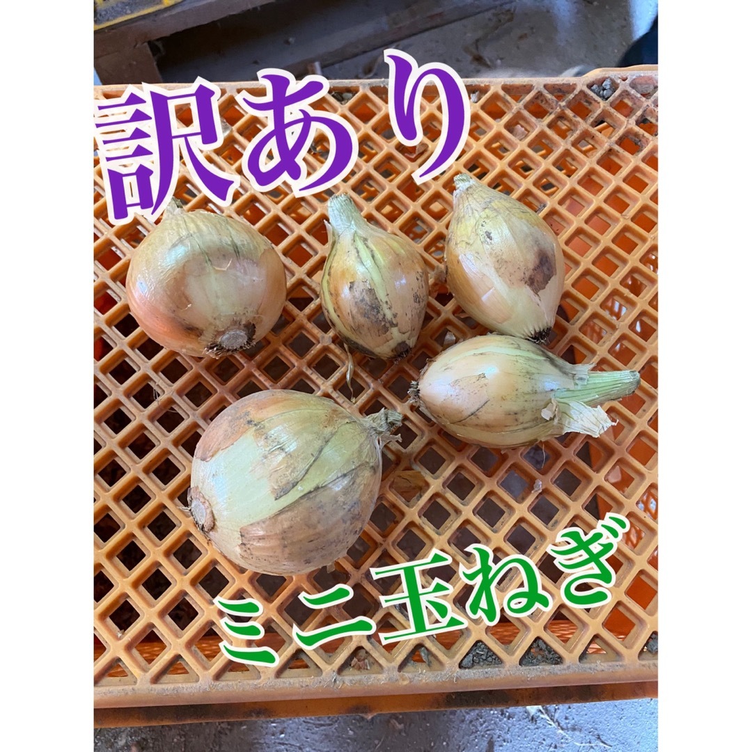 【淡路島の玉葱】新玉ねぎ 20kg 訳あり品 食品/飲料/酒の食品(野菜)の商品写真