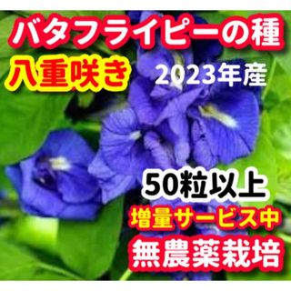 バタフライピーの種・八重咲き【50粒以上】★令和5年産・ベトナムの栽培方法記載