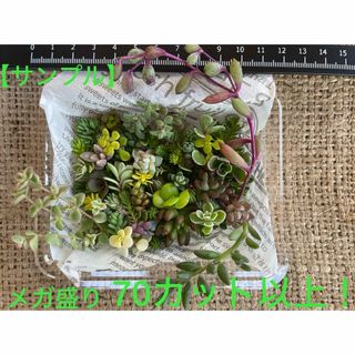 【寄せ植えに！】多肉植物　草系セダム中心のギガ盛りより控えめメガ盛りお弁当③(その他)