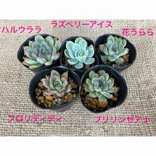 多肉植物　エケベリア　抜き苗　５種セット(その他)