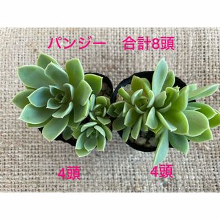 多肉植物　エケベリア　抜き苗　パンジー2ポット　多頭　多肉丼にも！(その他)