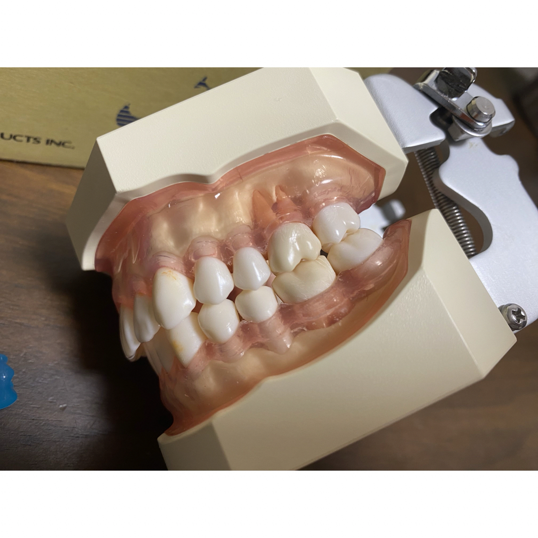 Nissin Medical Industries(ニッシンイリョウキ)のNISSIN SRP実習用顎模型 エンタメ/ホビーの本(健康/医学)の商品写真