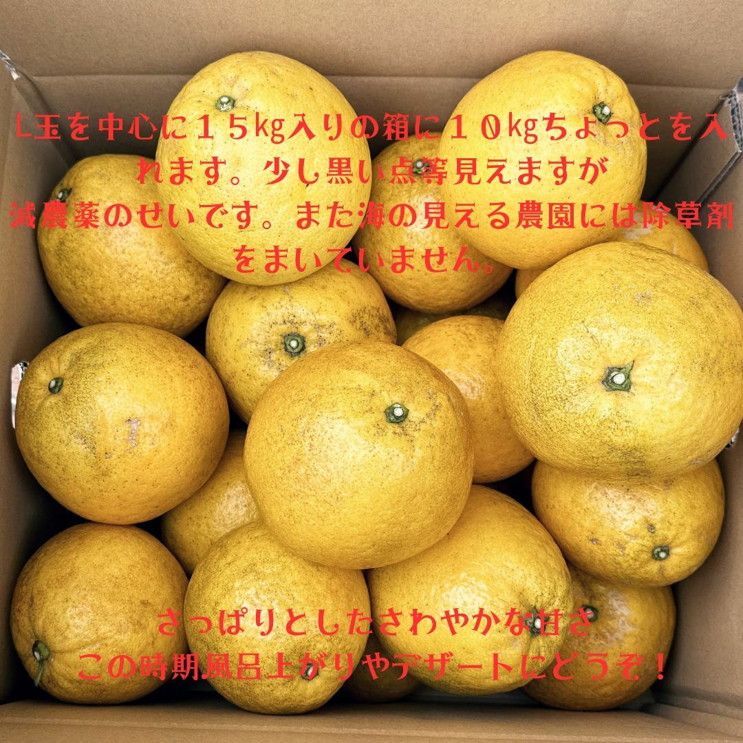 河内晩柑10㎏愛媛県宇和島市産 食品/飲料/酒の食品(フルーツ)の商品写真
