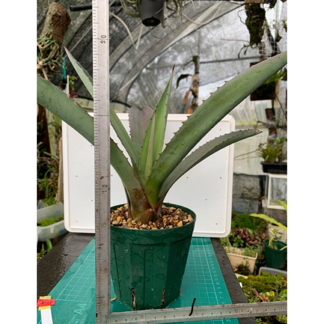 14 アガベ　アメリカーナ　抜き苗　Agave americana ハンドメイドのフラワー/ガーデン(プランター)の商品写真