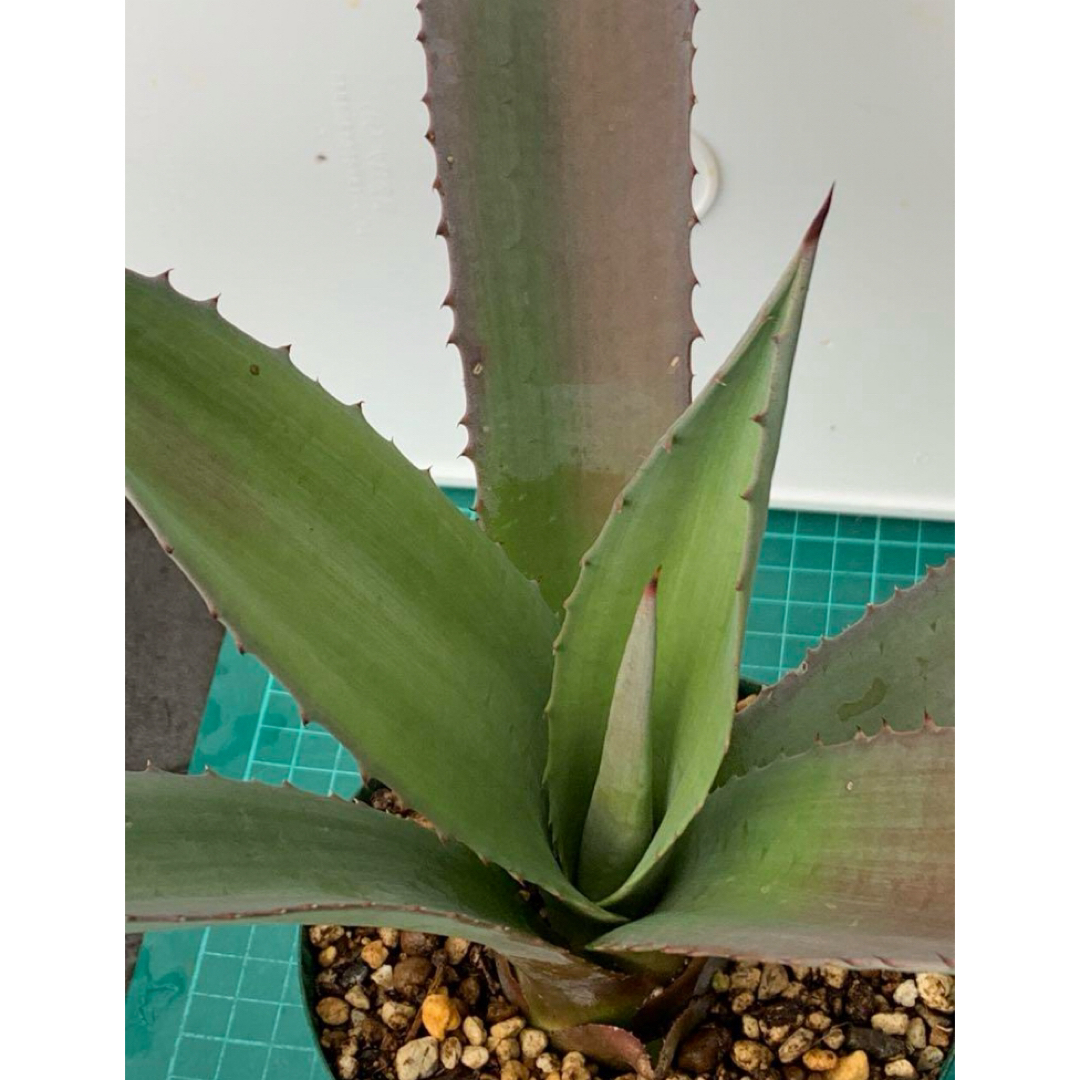 14 アガベ　アメリカーナ　抜き苗　Agave americana ハンドメイドのフラワー/ガーデン(プランター)の商品写真