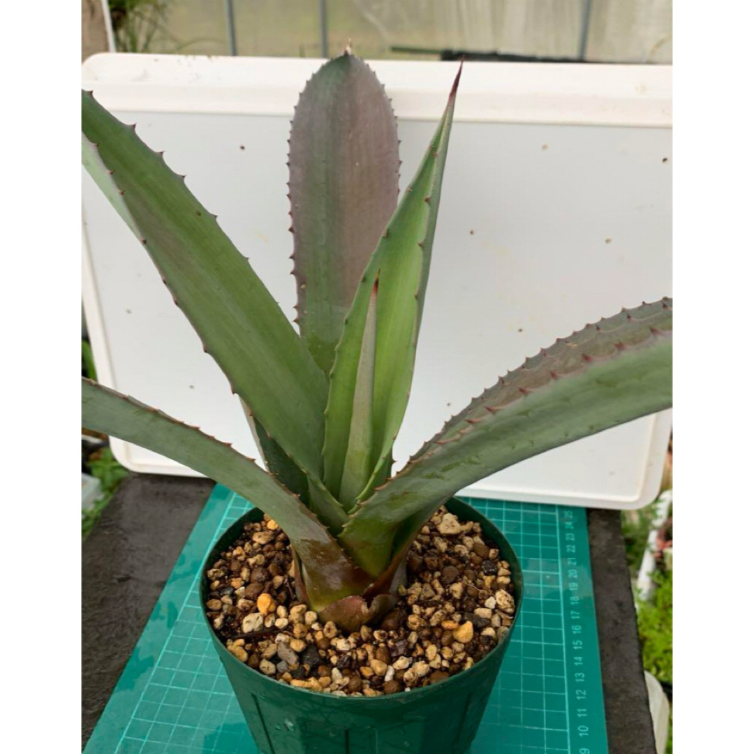 14 アガベ　アメリカーナ　抜き苗　Agave americana ハンドメイドのフラワー/ガーデン(プランター)の商品写真