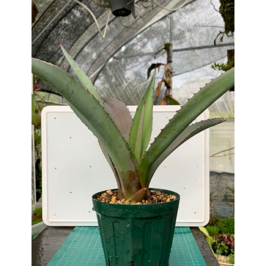 14 アガベ　アメリカーナ　抜き苗　Agave americana ハンドメイドのフラワー/ガーデン(プランター)の商品写真