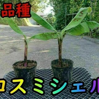 【バナナ苗】幻の品種！グロスミシェルの苗2本（中幹20cm前後）【家庭菜園】(フルーツ)