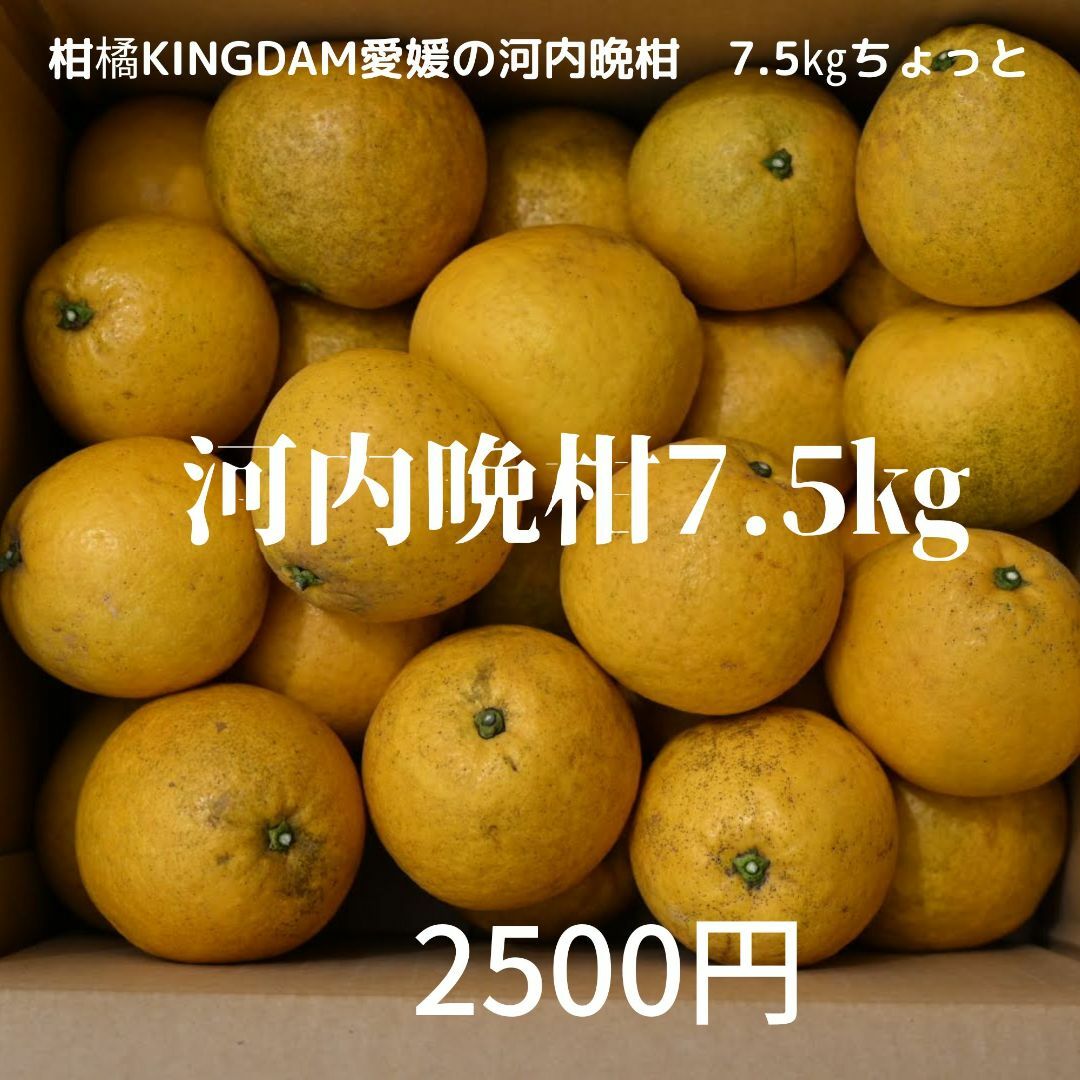 河内晩柑7.5㎏　　愛媛県宇和島市産　わけあり 食品/飲料/酒の食品(フルーツ)の商品写真