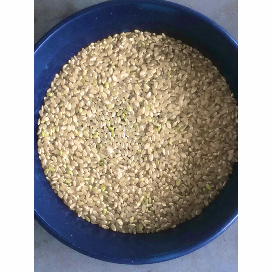 UNSICCHI様専用 無農薬コシヒカリ玄米20kg(5kg×4)令和5年産 食品/飲料/酒の食品(米/穀物)の商品写真