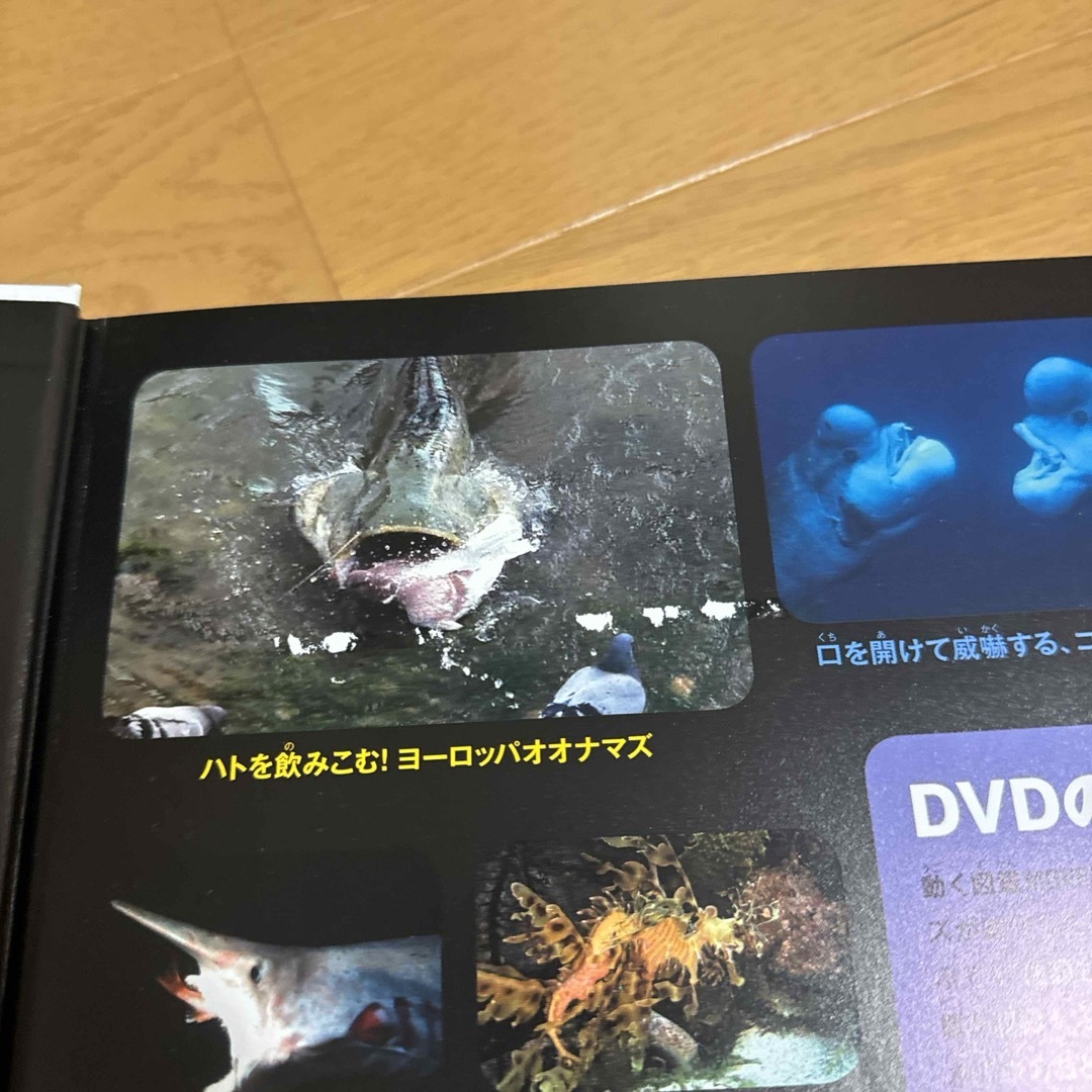 講談社(コウダンシャ)の魚 エンタメ/ホビーの本(絵本/児童書)の商品写真