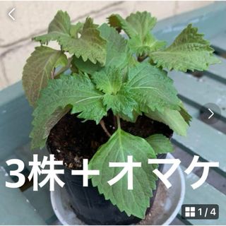 大葉苗3株＋オマケ(野菜)