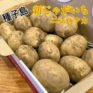 種子島　農家直送！安納地区の新じゃがいも　１キロ(野菜)