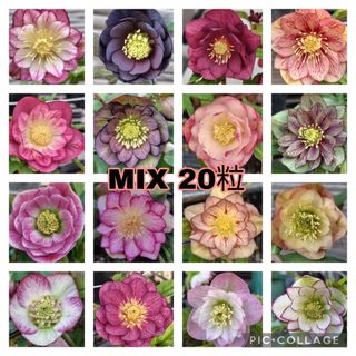 1 クリスマスローズ 種 MIX20粒(その他)