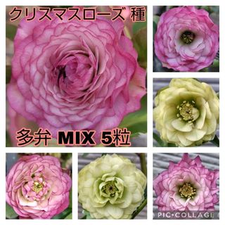 ①クリスマスローズ 種 多弁mix5粒(その他)