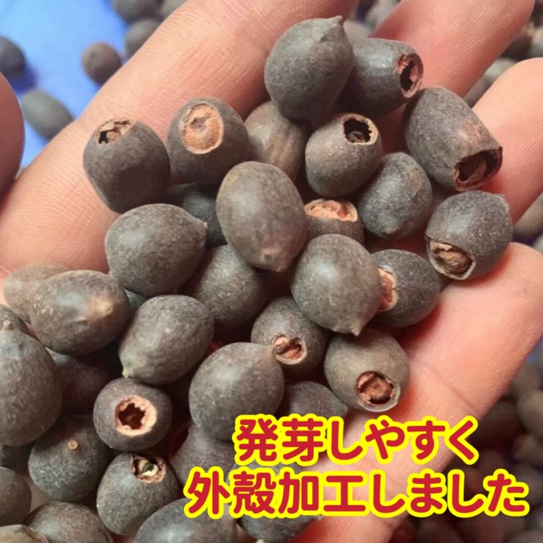 ミニハスの種　茶碗蓮　ハスの種　混色屋内外植付け可能　お得な値段設定　20粒入り ハンドメイドのフラワー/ガーデン(その他)の商品写真