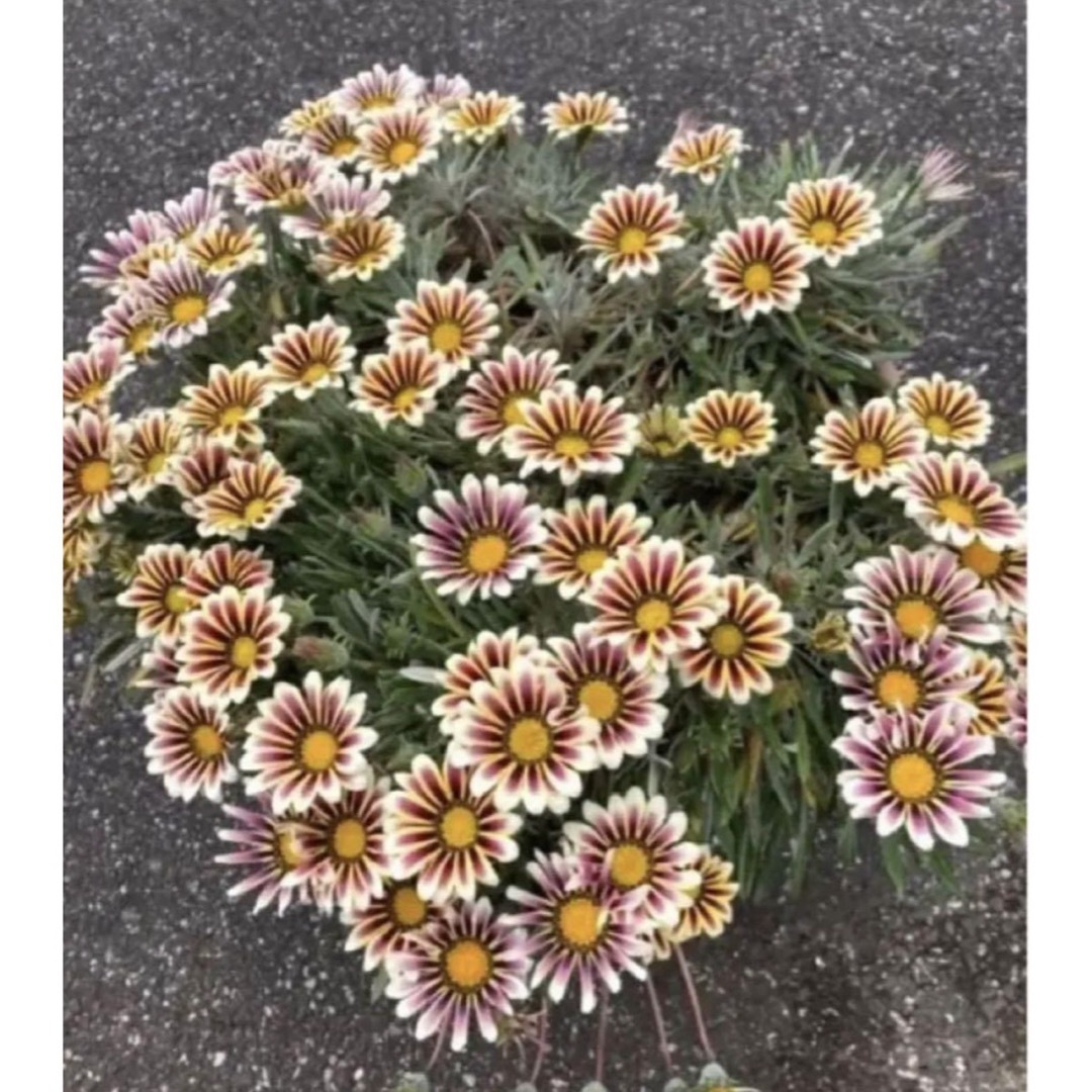 宿根ガザニア　アズテック　１株5本入り　シルバーリーフ　毎年咲く庭の花 ハンドメイドのフラワー/ガーデン(プランター)の商品写真