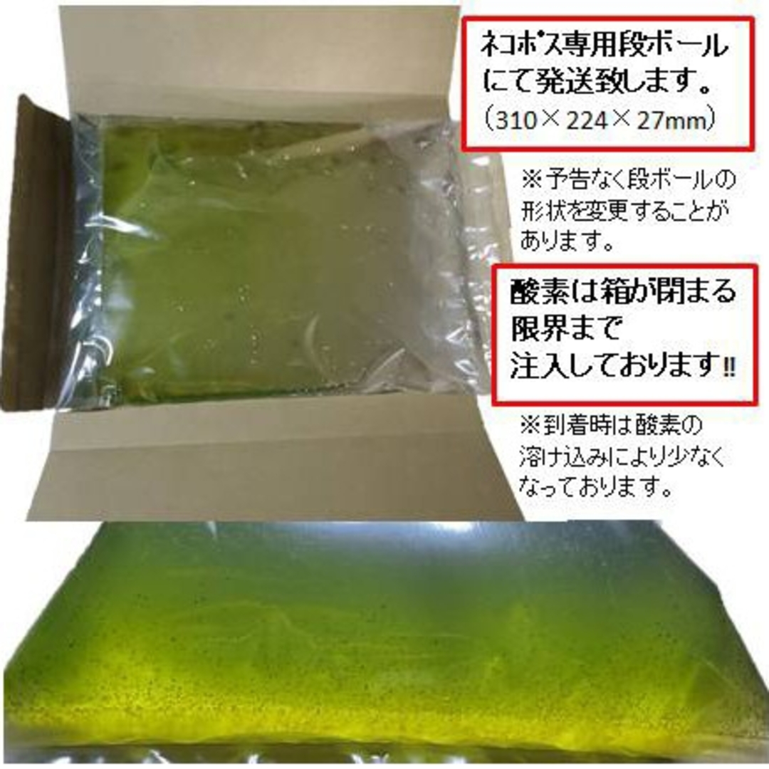 送料無料！タマミジンコ3g+α10,000匹「めだか金魚熱帯魚の生き餌に！」 その他のペット用品(ペットフード)の商品写真