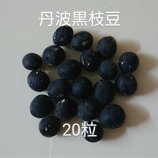 【自然栽培】丹波黒枝豆の種20粒①(野菜)