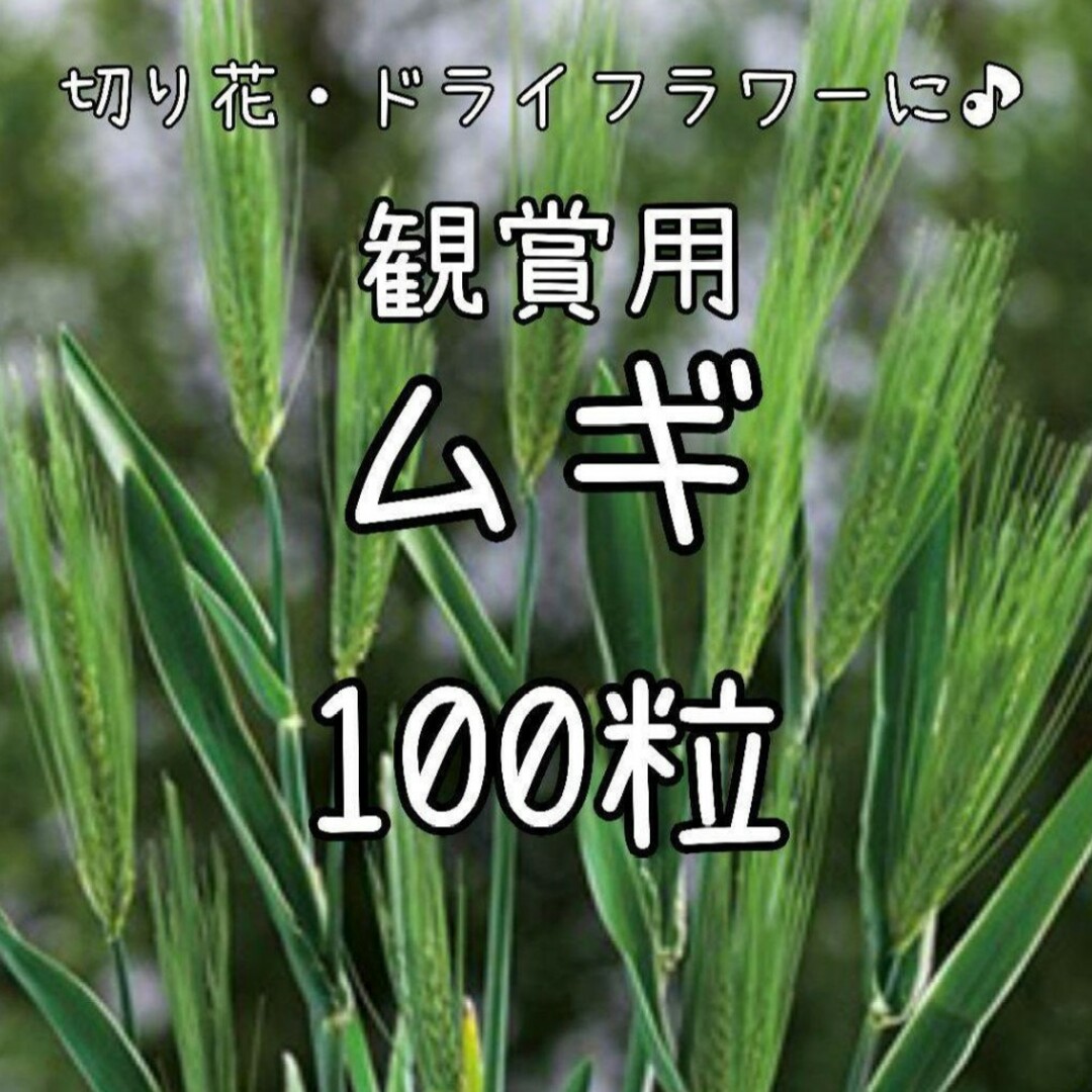 【観賞用ムギのタネ】100粒 種子 種 麦 むぎ 切り花やドライフラワーにも ハンドメイドのフラワー/ガーデン(その他)の商品写真