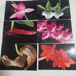 花のハガキ(写真/ポストカード)