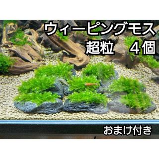 ADA ウィーピングモス　黒溶岩石4個(超粒)　おまけ付き(アクアリウム)