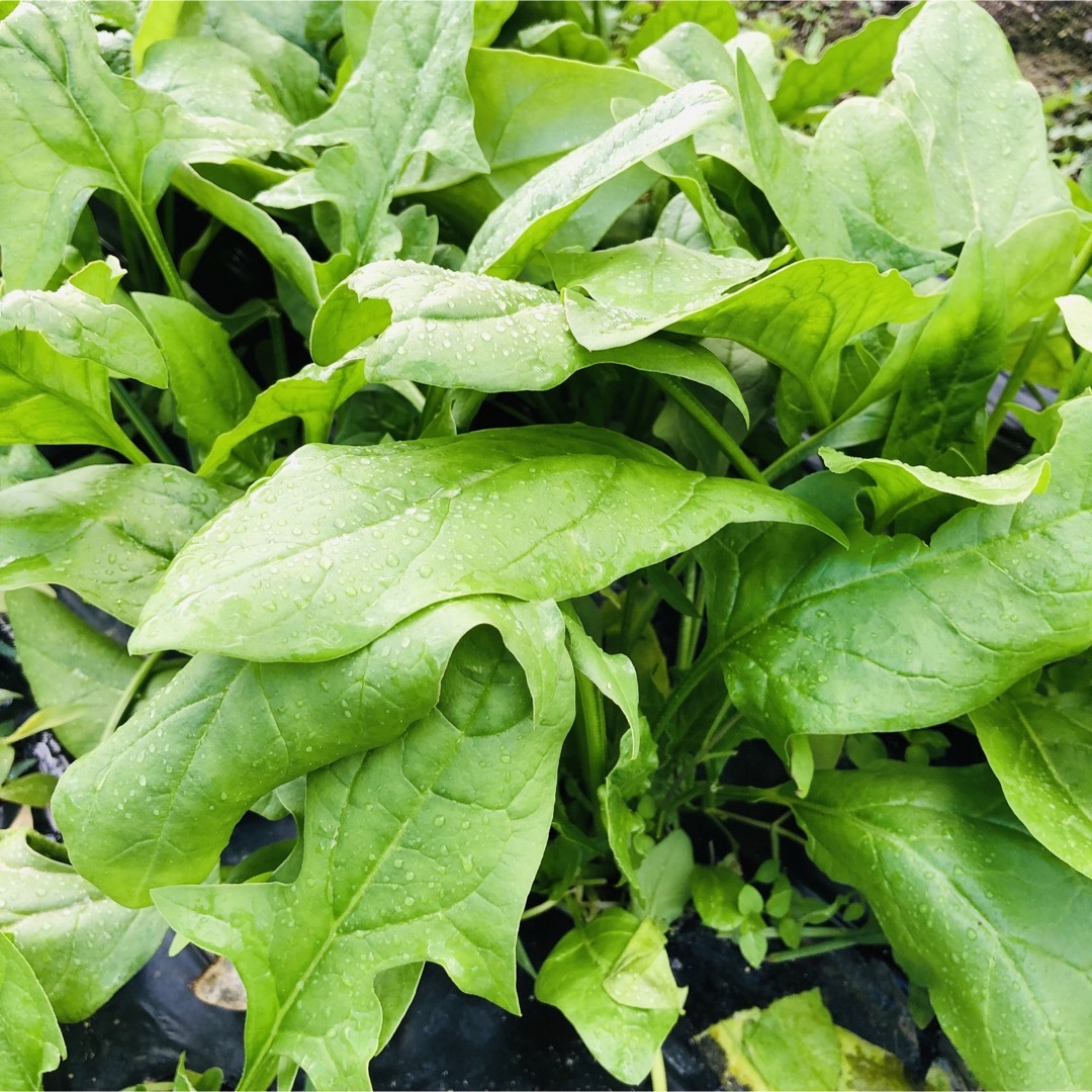 たっぷり野菜　コンパクトボックス採れたて野菜詰め合わせ　採れたて野菜　コンパクト 食品/飲料/酒の食品(野菜)の商品写真