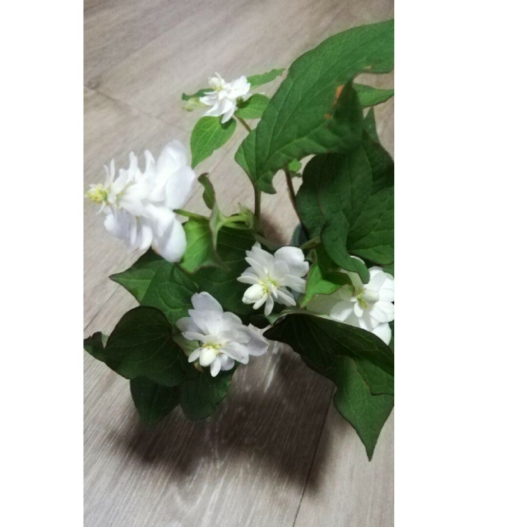 花 八重咲きドクダミ カット苗 3～5本 ハンドメイドのフラワー/ガーデン(その他)の商品写真