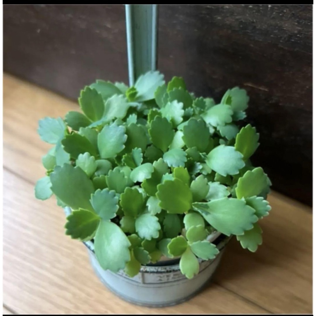 多肉植物　子宝草　抜き苗　１０株 ハンドメイドのハンドメイド その他(その他)の商品写真